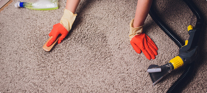 A person in gloves is cleaning the carpet.