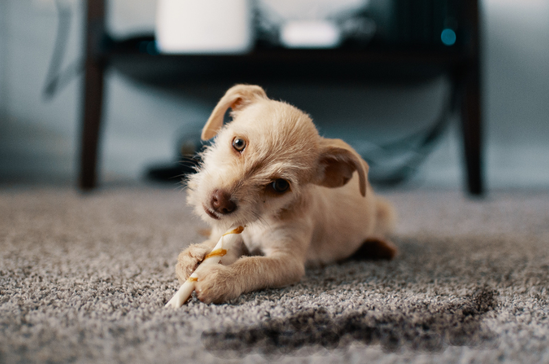 Chicago Carpet Cleaning Get Your Carpets Cleaned by Pros