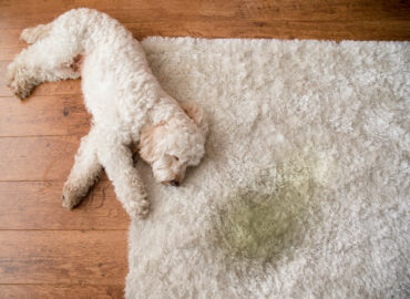 Pet Stain and Odor Treatment
